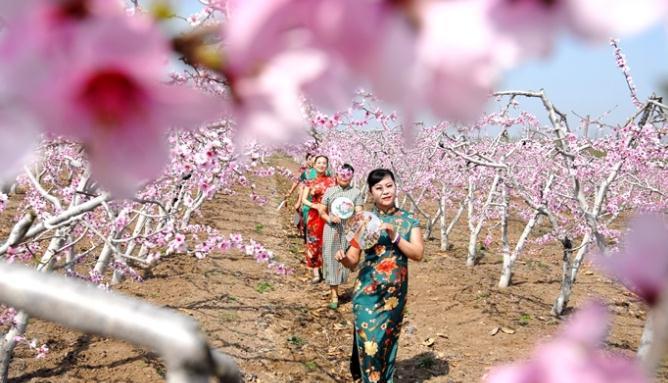 青島市即墨區(qū)桃花盛開迎游客 農(nóng)旅融合促致富