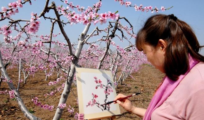 青島市即墨區(qū)桃花盛開迎游客 農(nóng)旅融合促致富